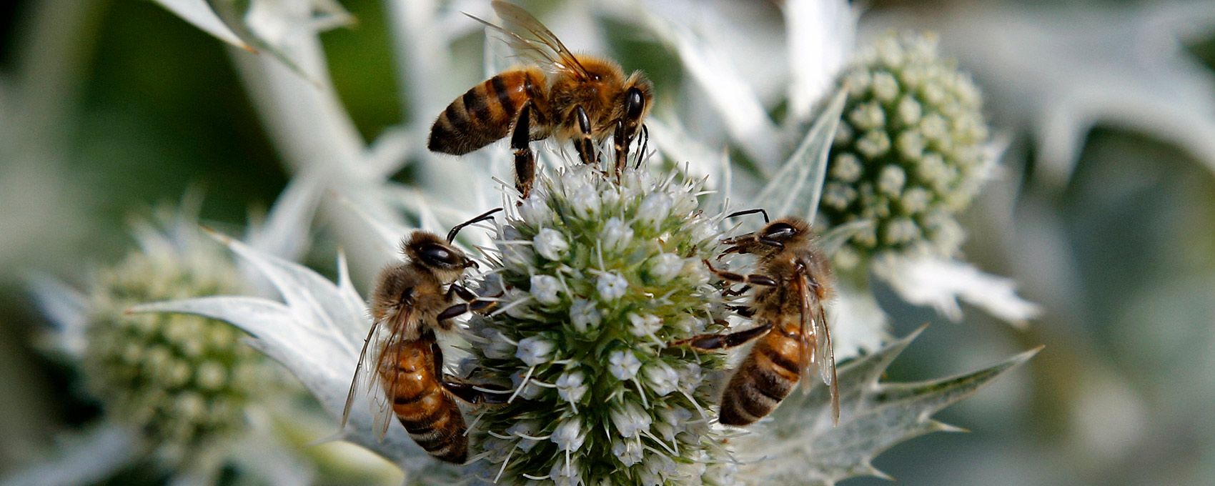 The accidental beekeeper | Aeon