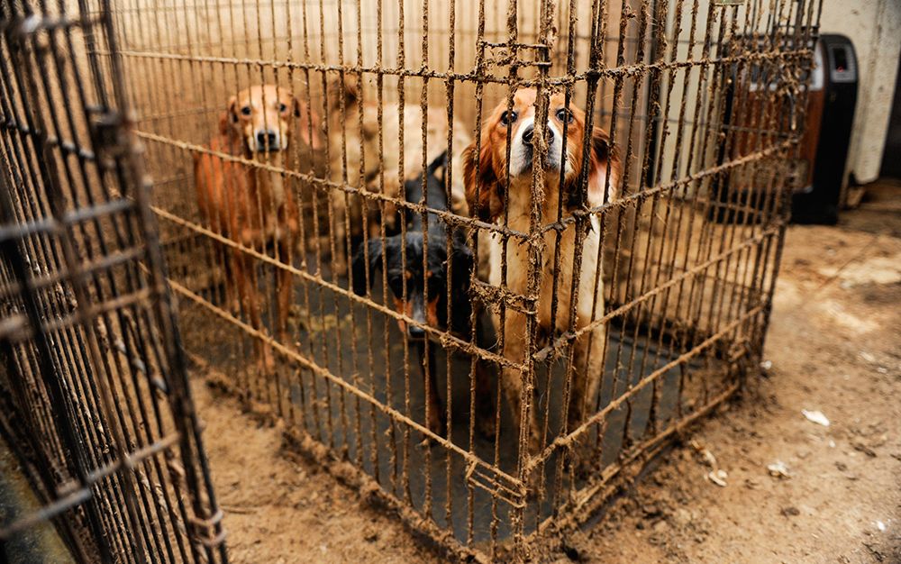  No Kill Animal Rescue Is A Disaster For Animal Welfare Aeon Essays