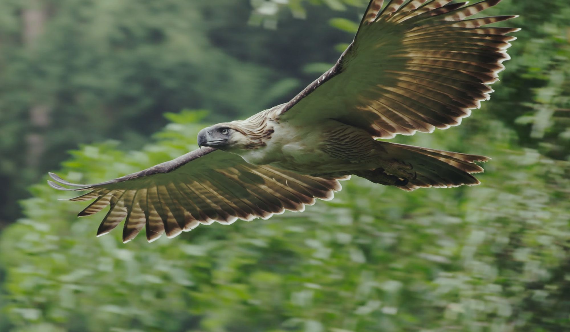philippine eagle flying