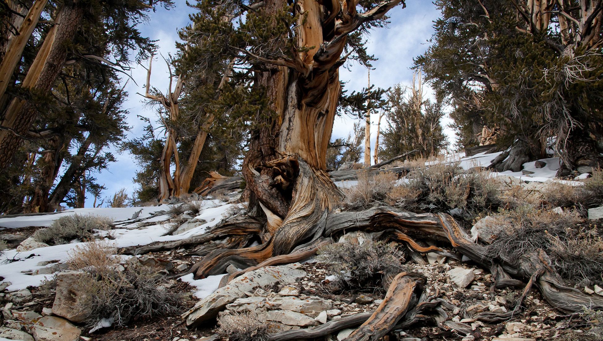 The vanishing groves | Aeon