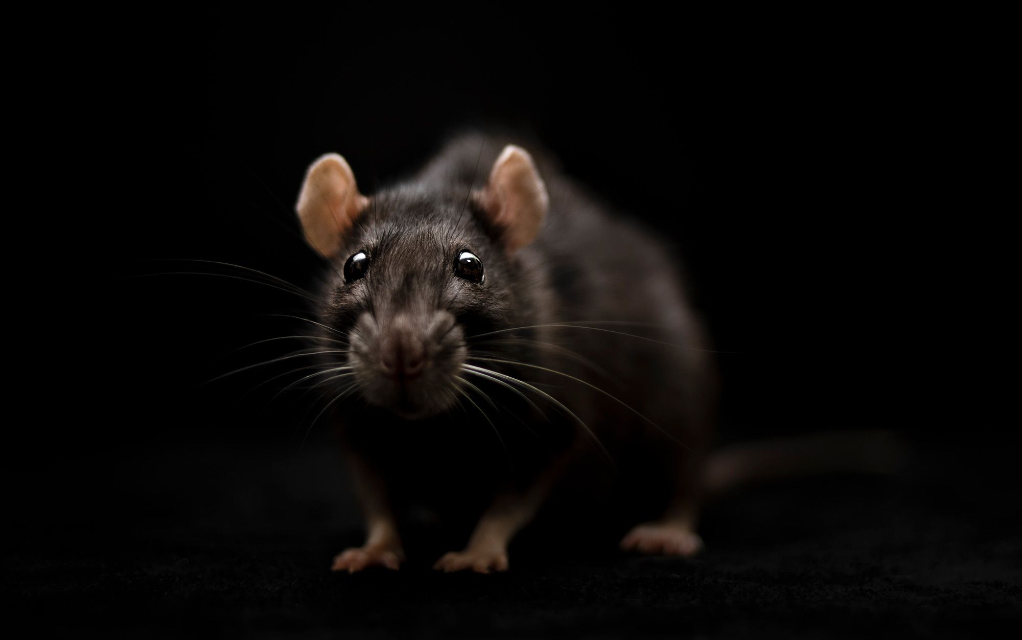 Rats are us | Aeon