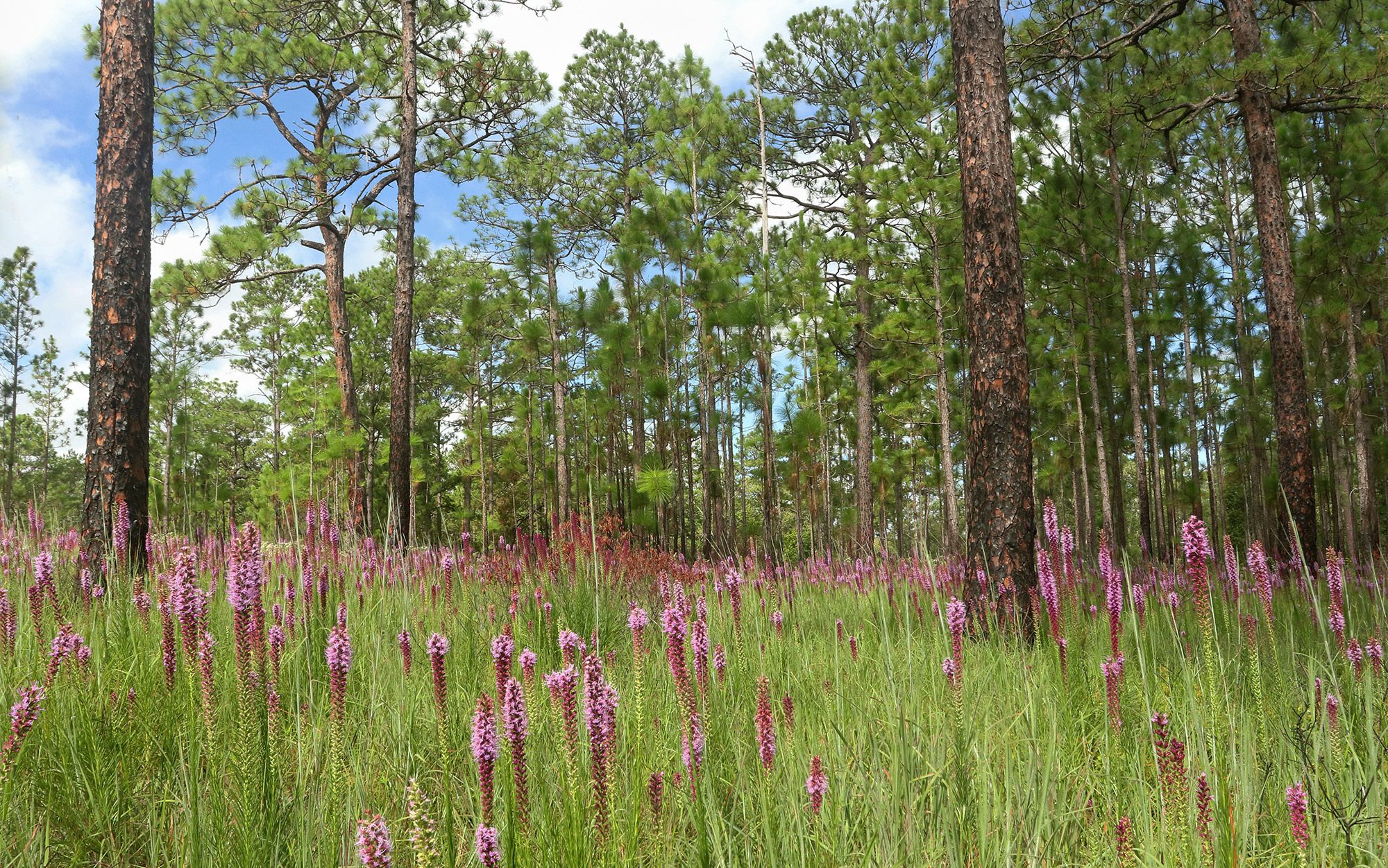 Weekend Nature Reads: the distraction edition