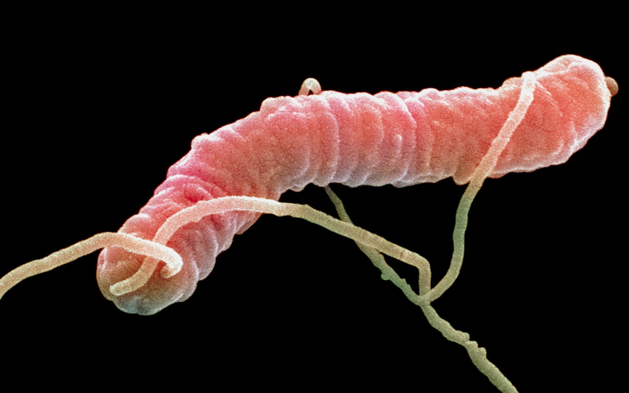 Microbes have no morals | Aeon