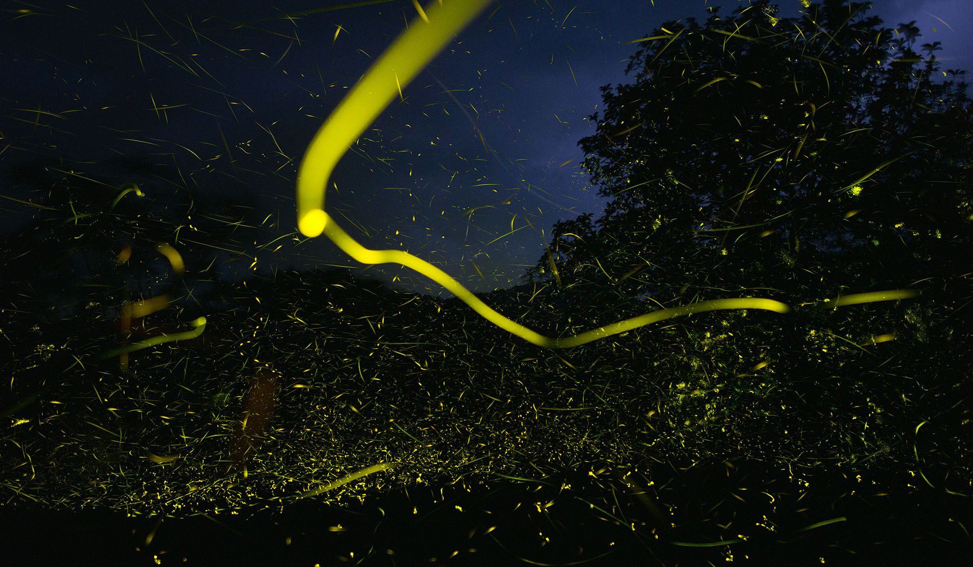Minmini (Fireflies) | Aeon