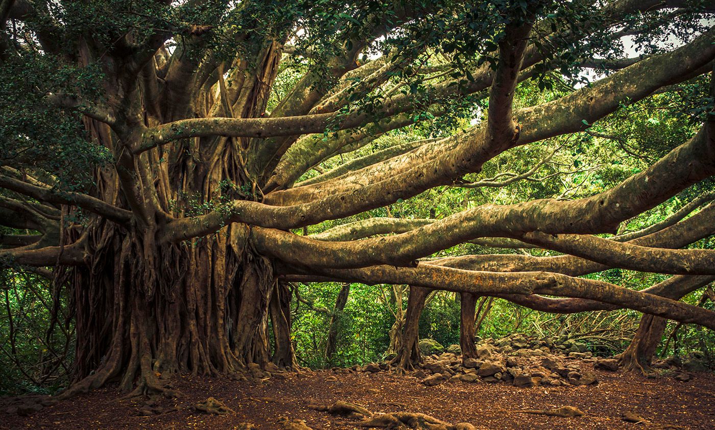 A banyan tree. <em>Photo by thomas/Flickr</em>