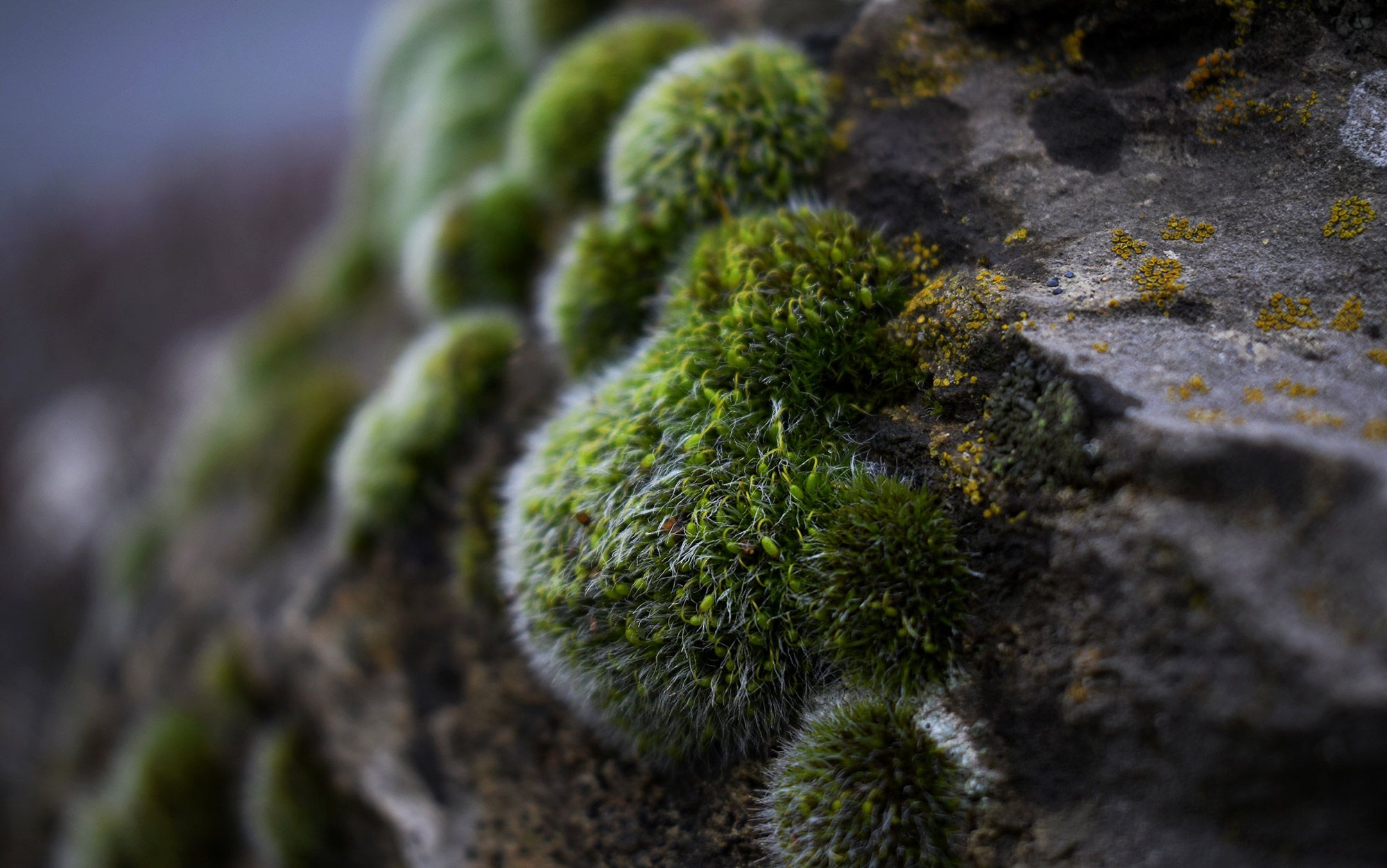 A touch of moss | Aeon