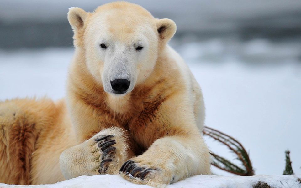 The death of a polar bear and the paradox of captivity | Aeon Essays