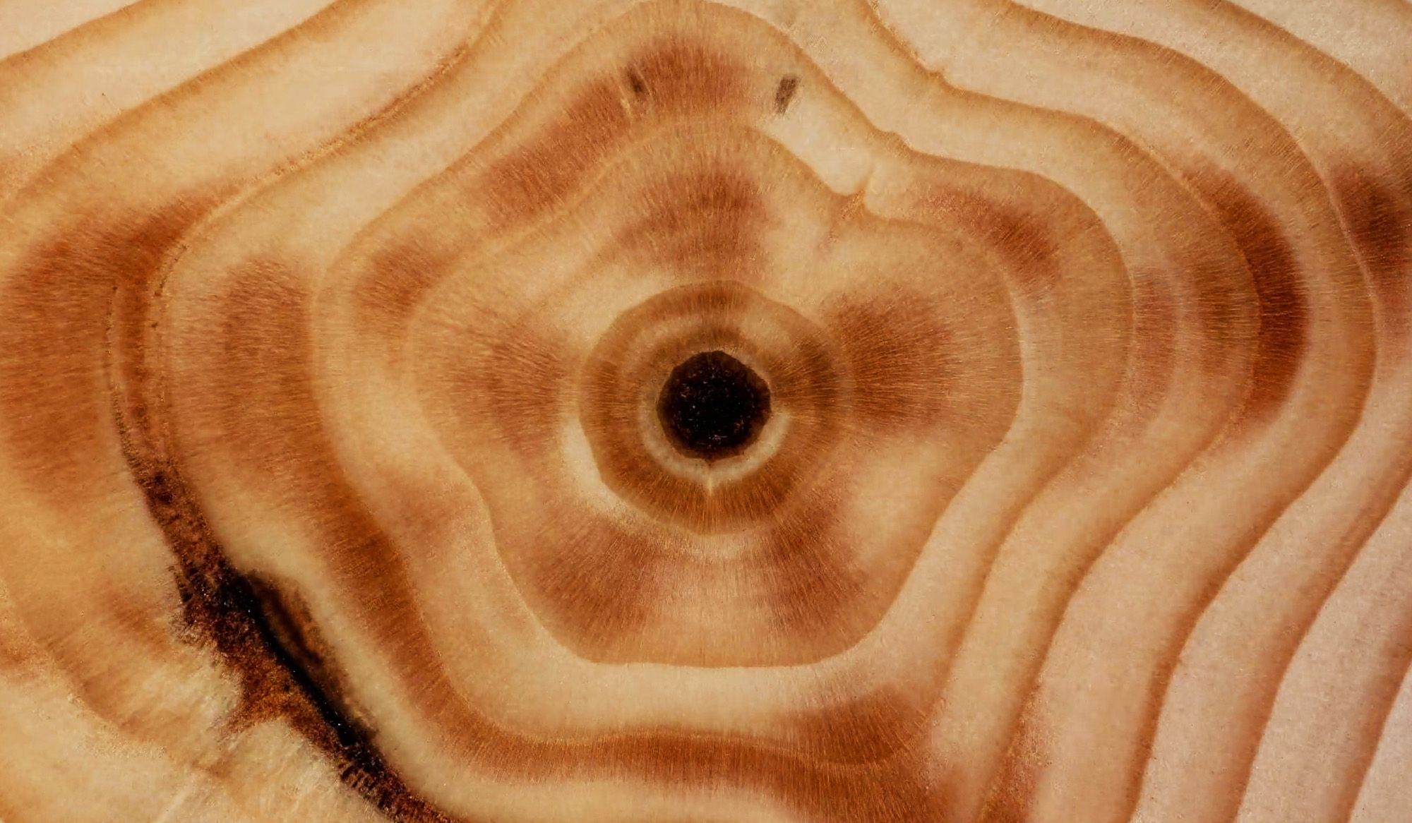 WoodSwimmer | Aeon Videos