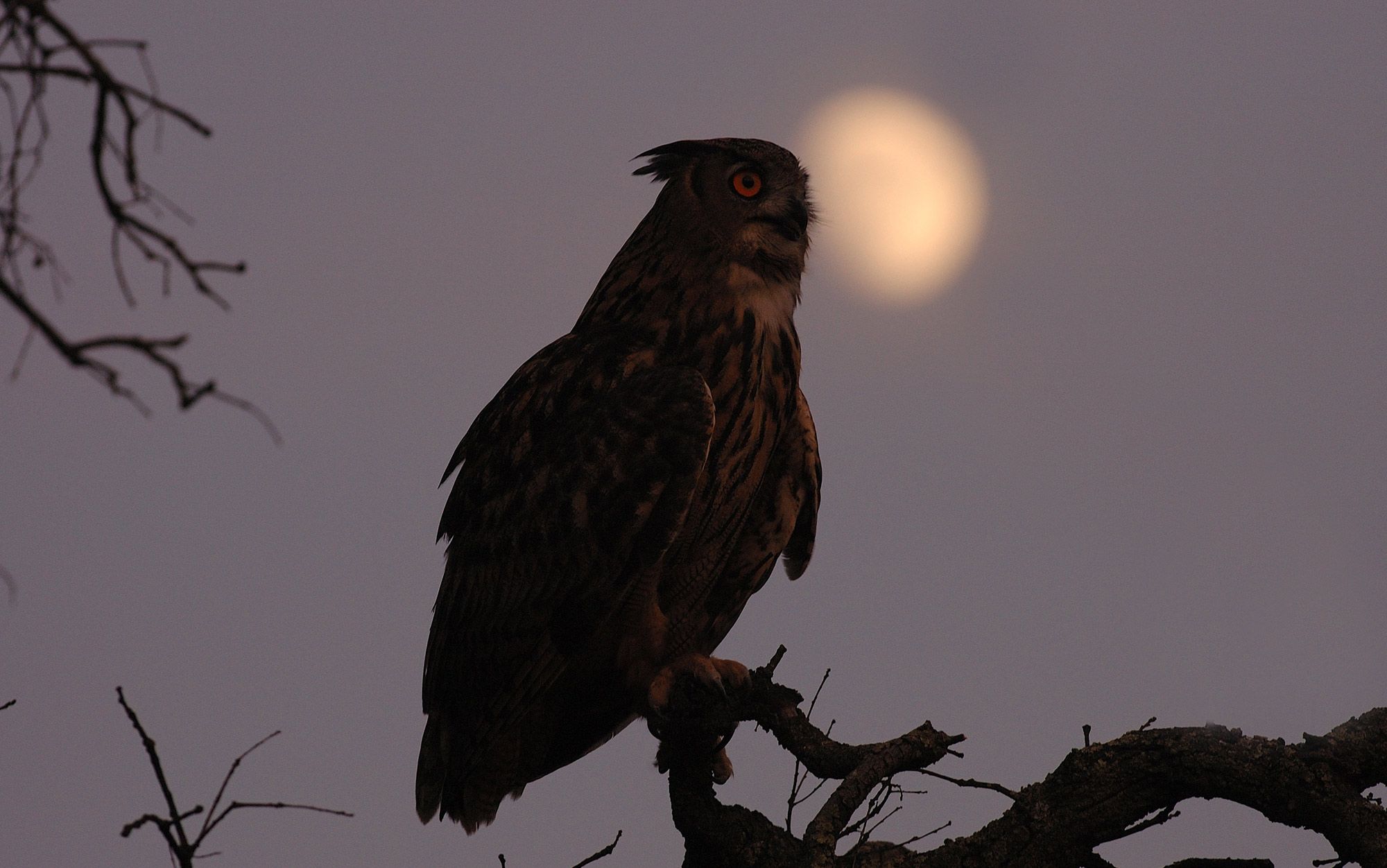 Moonstruck | Aeon