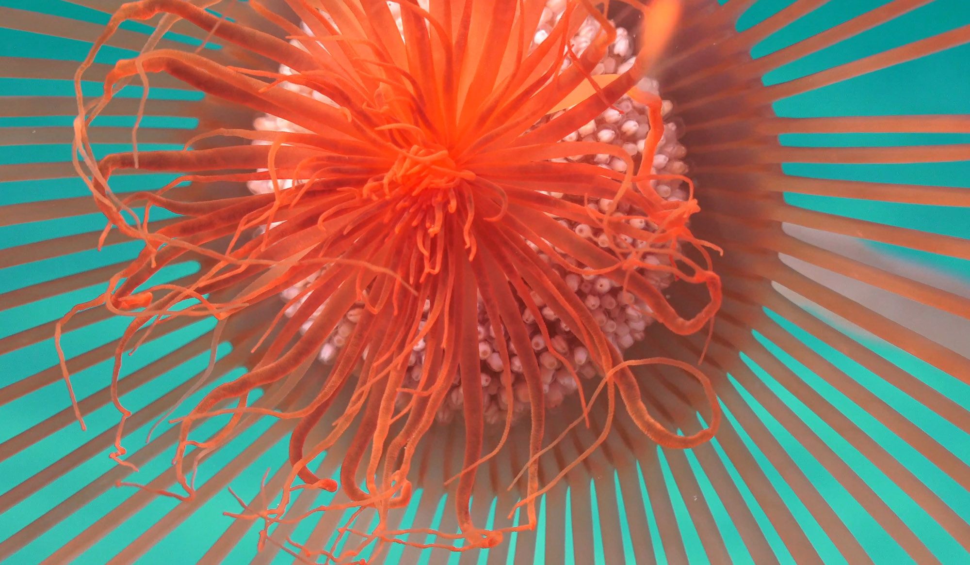 Illuminating biodiversity of the Ningaloo Canyons | Aeon