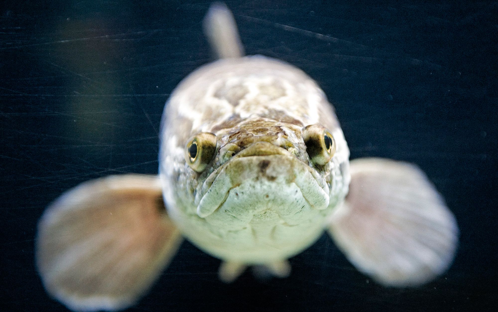 Why it's time to put an end to the cult of the aquarium | Aeon Essays