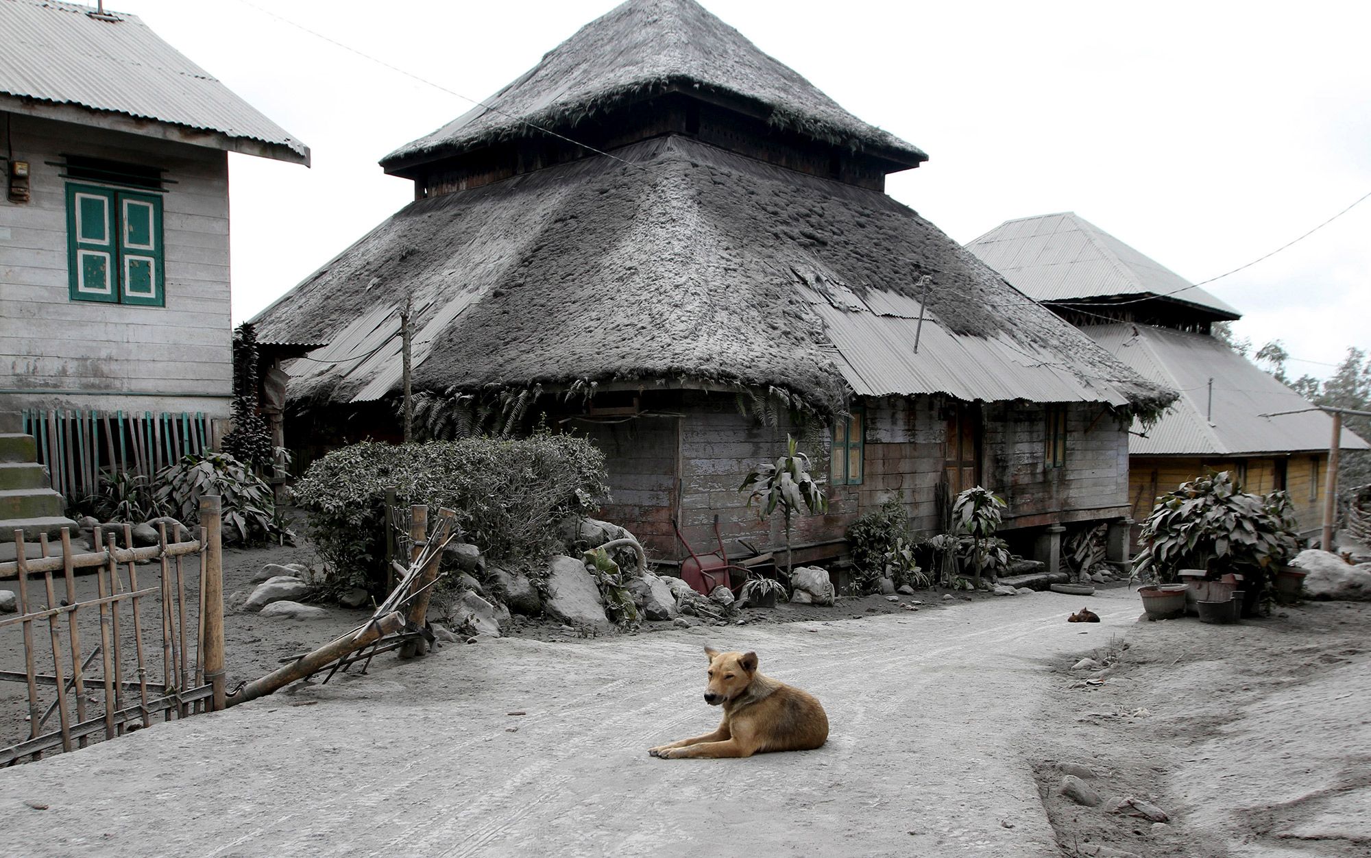 how long have dogs lived with humans