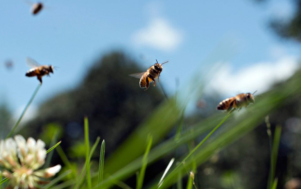The sorrow of bees | Aeon