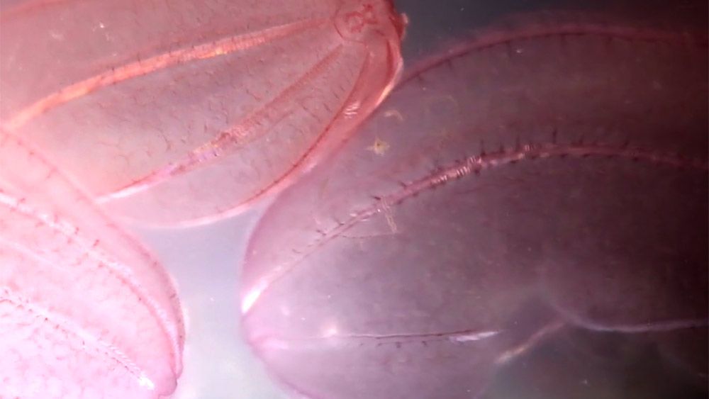 Fieldwork: comb jellies | Aeon