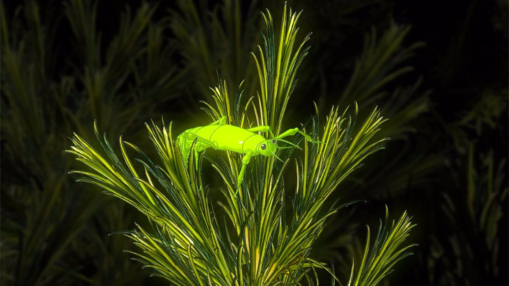 How a tiny group of insects escaped extinction by hiding in a bush for ...