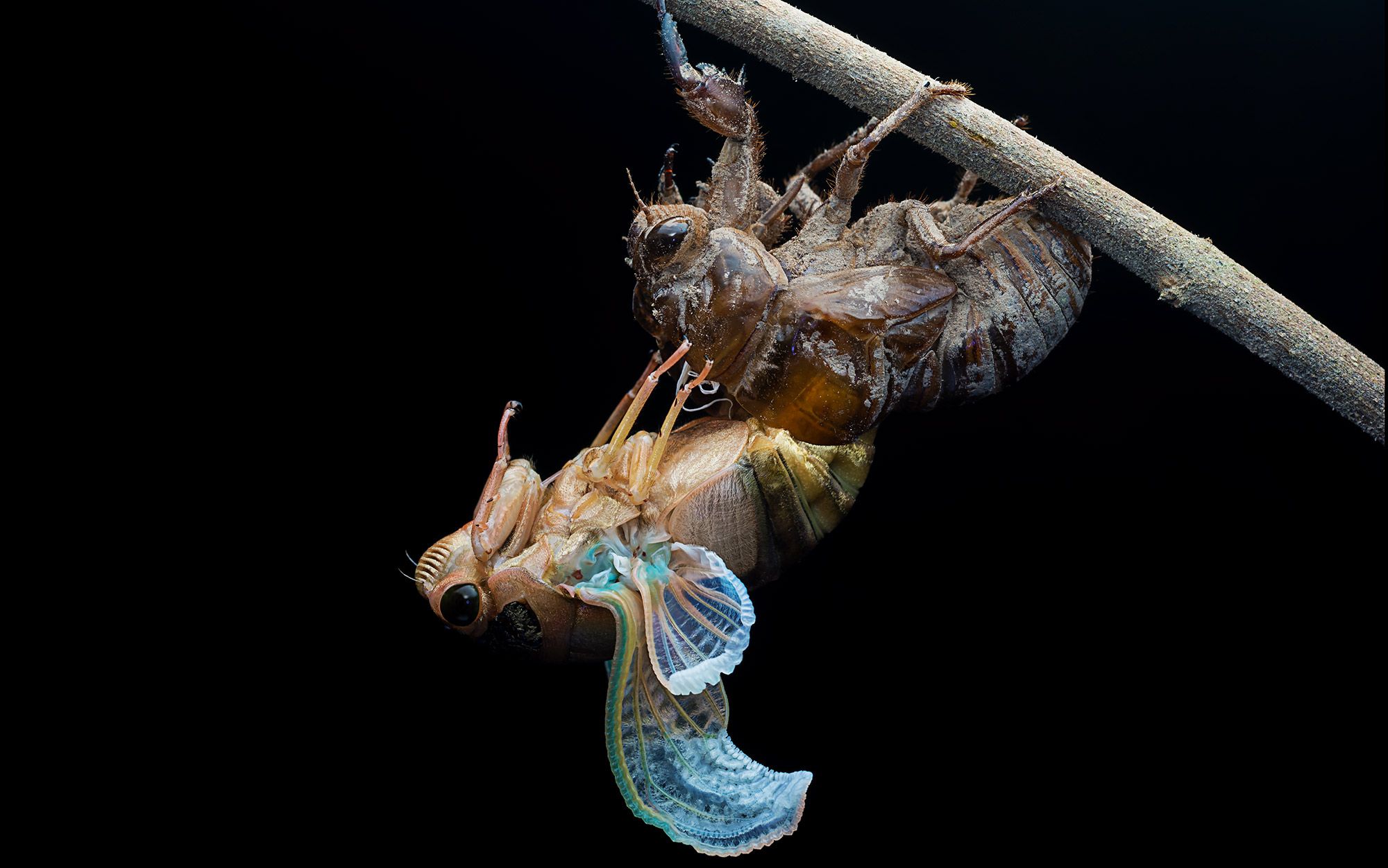 Metaphysics of metamorphosis | Aeon