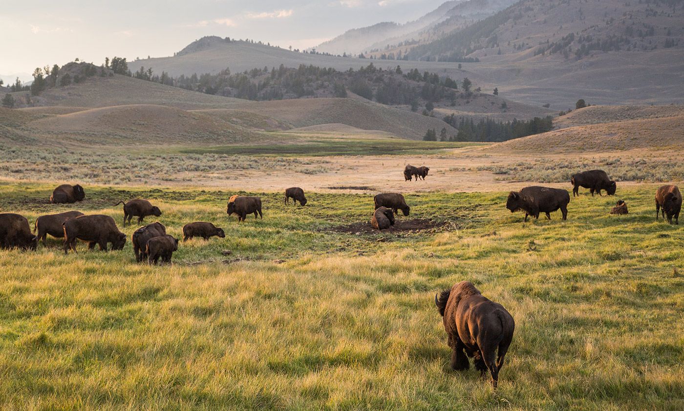 Biodiversity isn’t just pretty: it future-proofs our world | Aeon