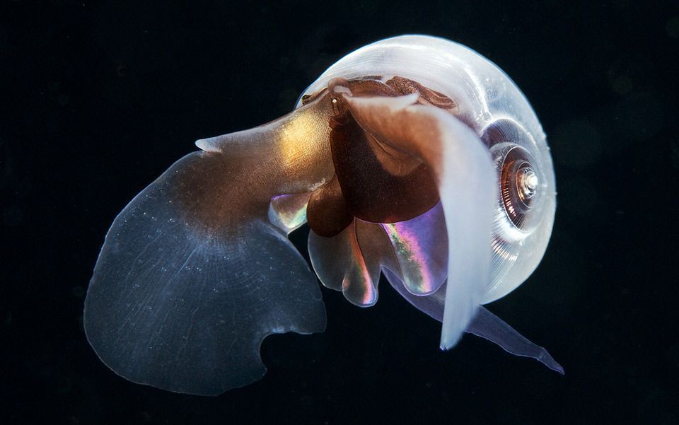 ideas essay for photo journalism of Why in the coal our oceans is canary the plankton mine