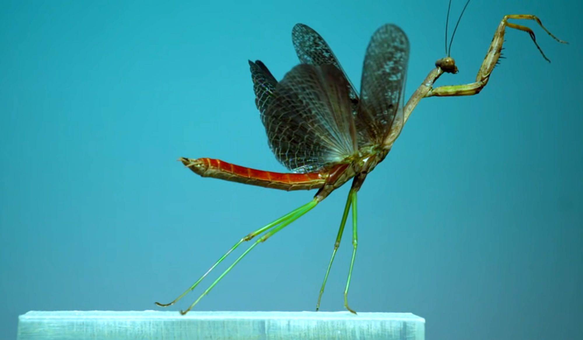 Insects take flight | Aeon Videos
