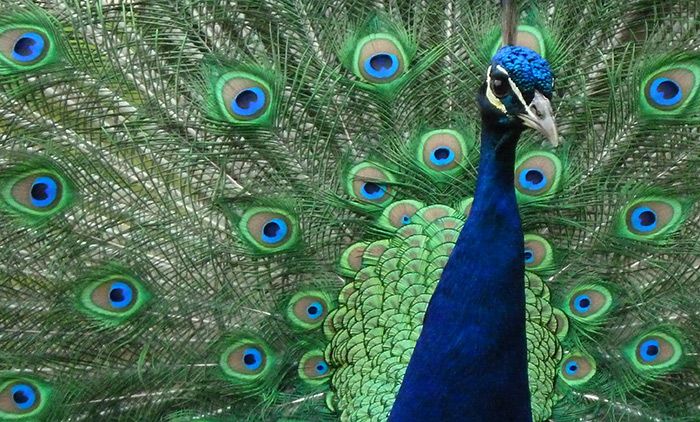 https://alpha.aeon.co/images/dafc5b08-c7f2-4128-84d2-39da9a22b3b6/idea_sized-peacock_at_warwick_castle.jpg