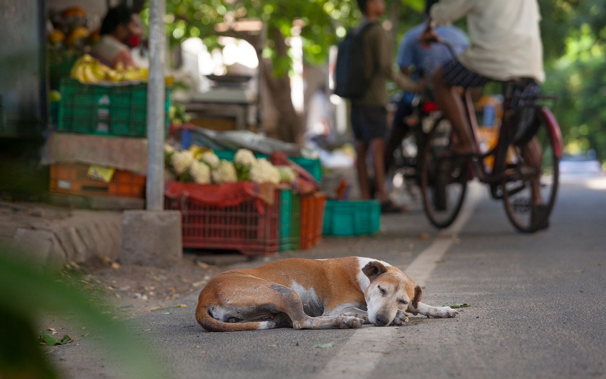 The free dogs of India | Aeon Essays