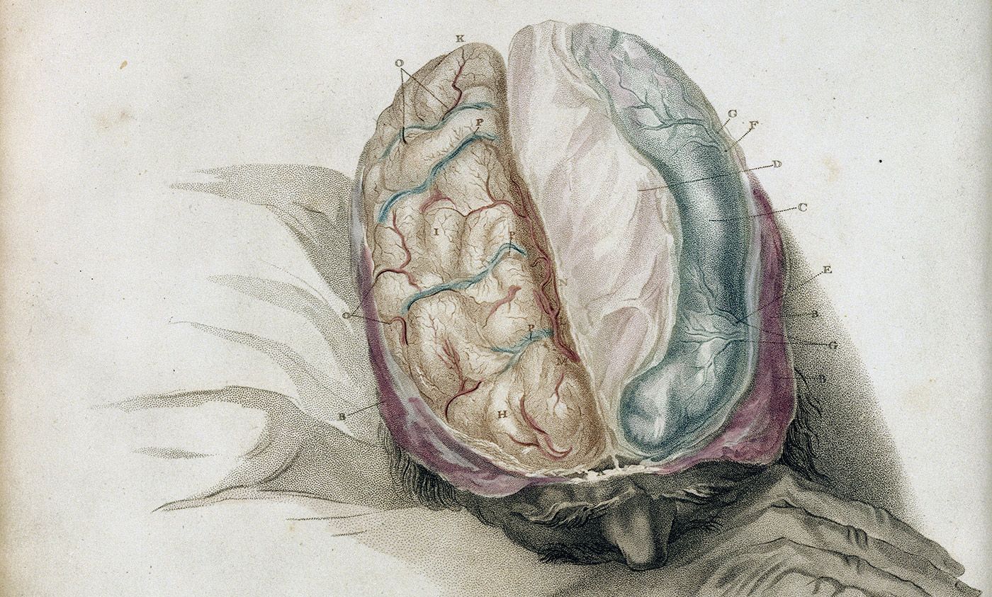 Charles Bell <em>The Anatomy of the Brain</em>. Courtesy Wellcome Images