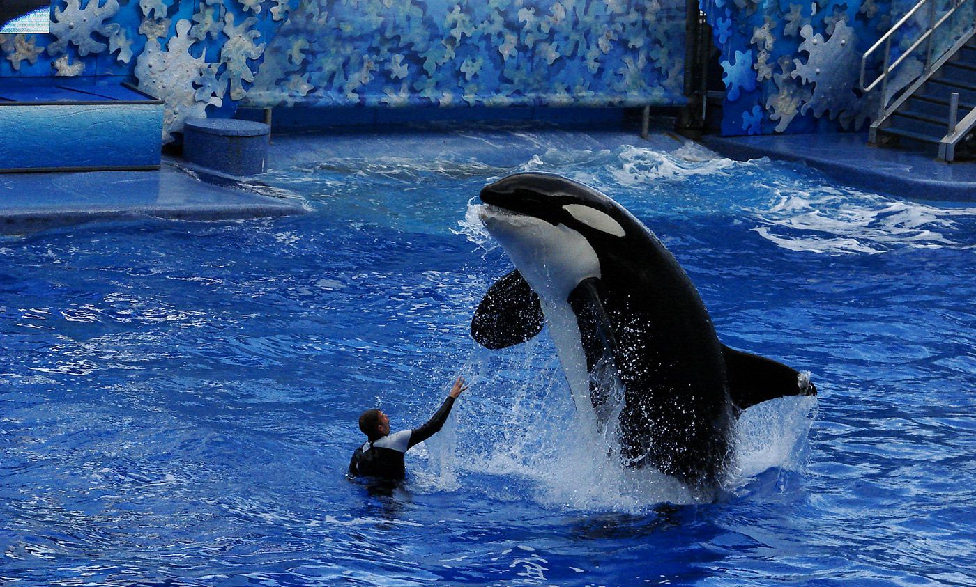 Stop boycotting SeaWorld if you care about marine conservation | Aeon Ideas