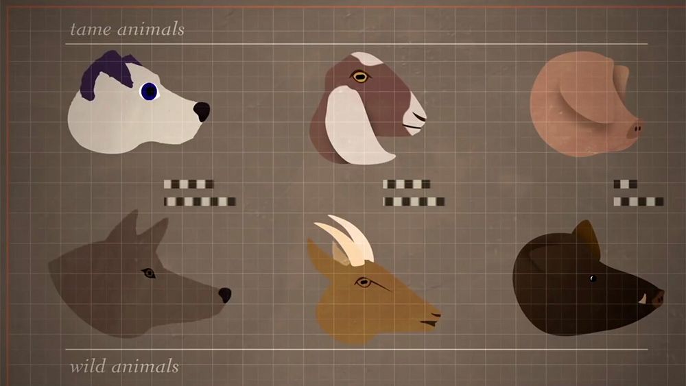 Why do domesticated animals tend to have floppy ears, short snouts and  lighter skin? | Aeon Videos