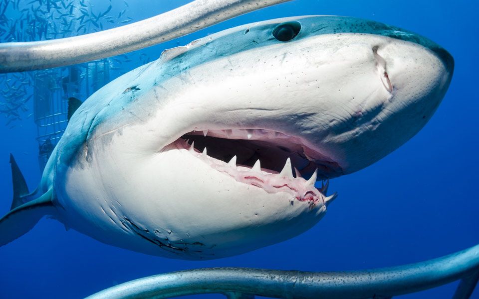 Diving With Sharks And Why Being Afraid Feels So Good Aeon Essays