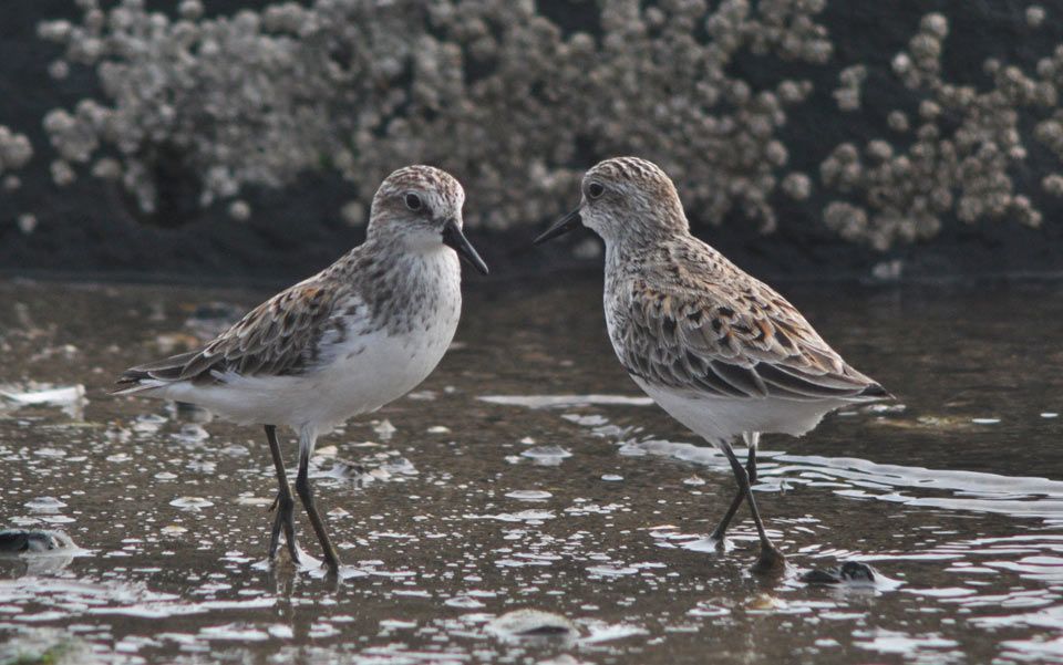 Maine birds an introduction to familiar species