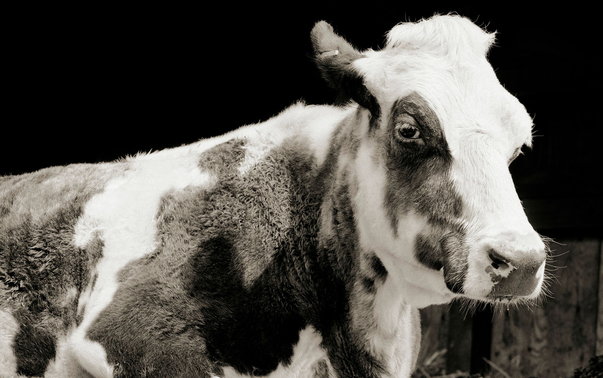 Why Korsgaard S Kantian Argument About Animals Doesn T Work Aeon Essays